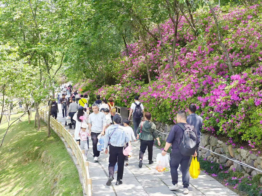 市民游客在厦门海沧天竺山景区踏青赏花。厦门海沧天竺山景区供图