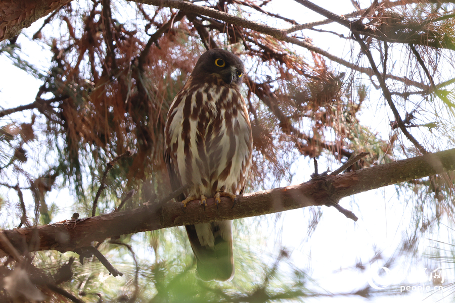 國家二級保護鳥類北鷹鸮在廈門虎頭山公園現身。人民網記者 陳博攝