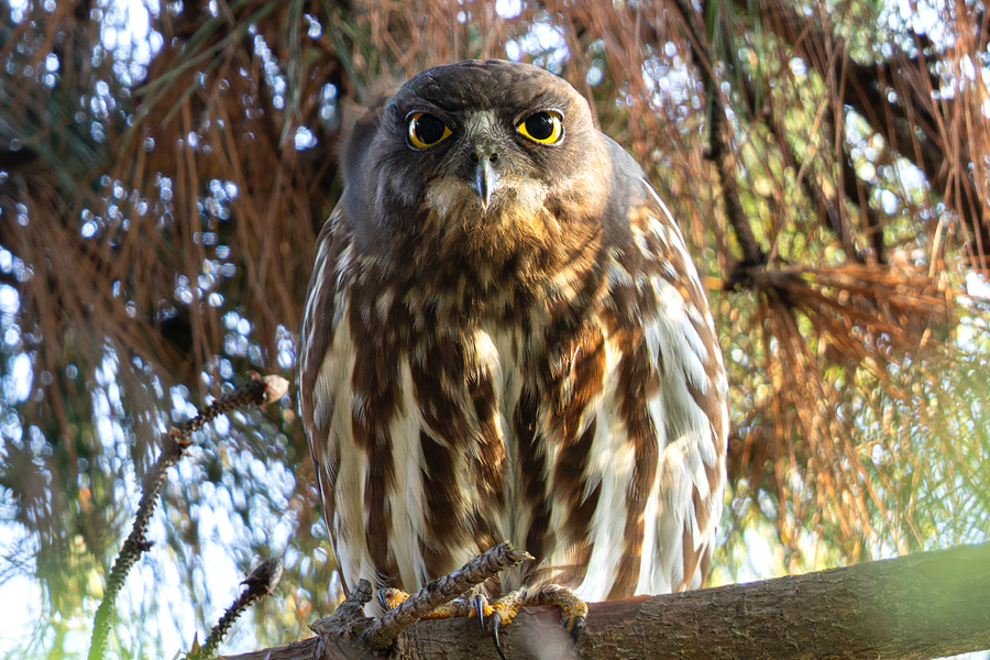 北鷹鸮有著大大的眼睛,虹膜為亮黃色,無顯著面盤和翎領。曾協攝