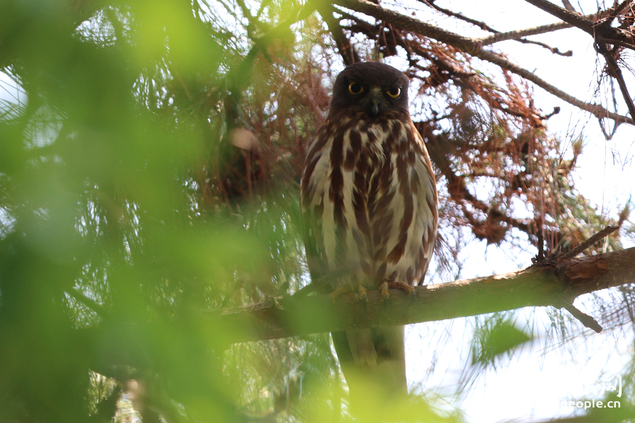 站在鬆樹枝頭的北鷹鸮。人民網記者 陳博攝