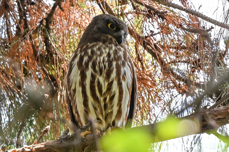 北鷹鸮居高臨下,俯瞰山林中的風吹草動。程一桓攝