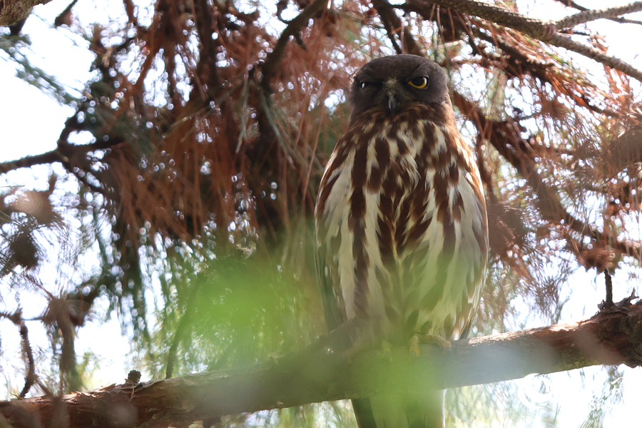 不同於國內大部分種類的貓頭鷹,北鷹鸮主食昆虫而非鼠類。人民網記者 陳博攝