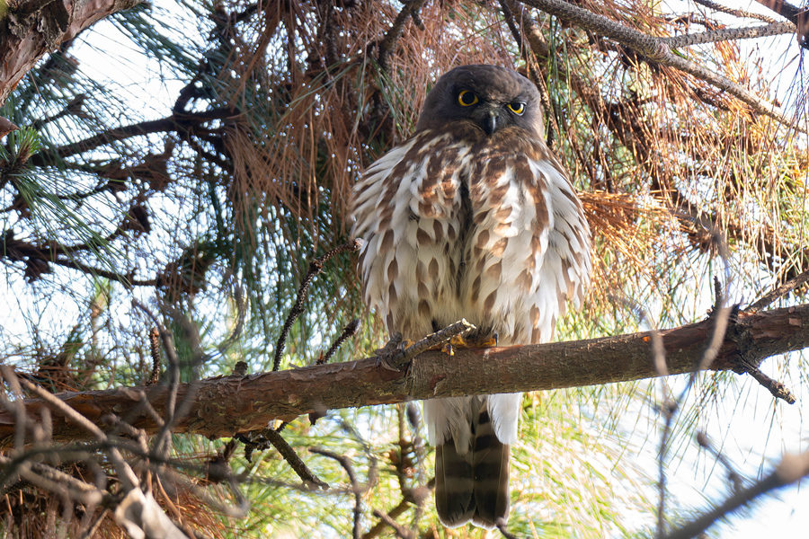 梳理羽毛的北鷹鸮。周志強攝