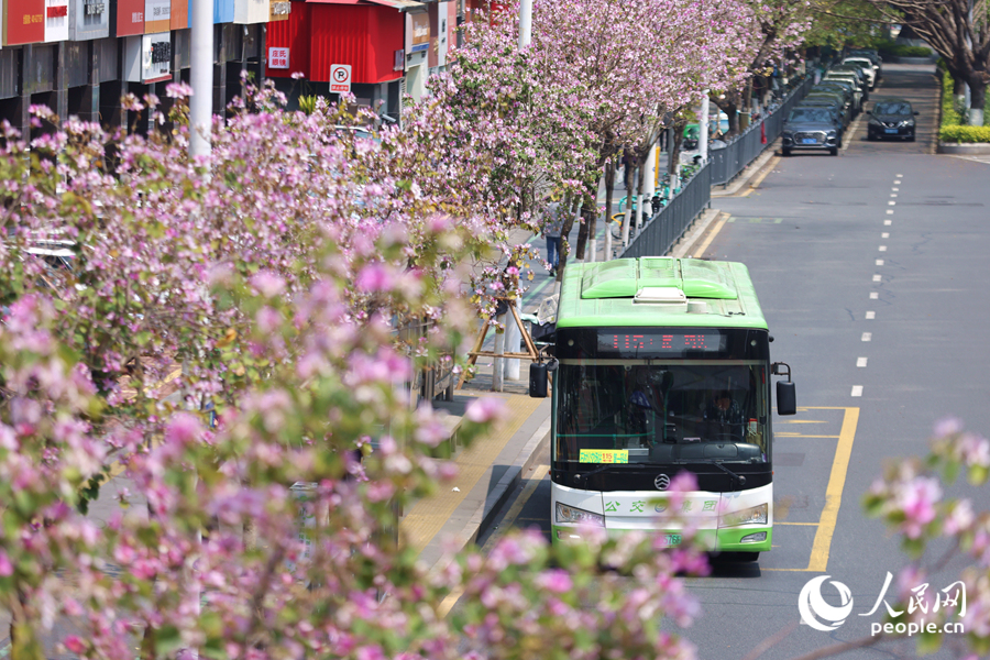 公交車駛過開滿宮粉羊蹄甲的道路。人民網記者 陳博攝