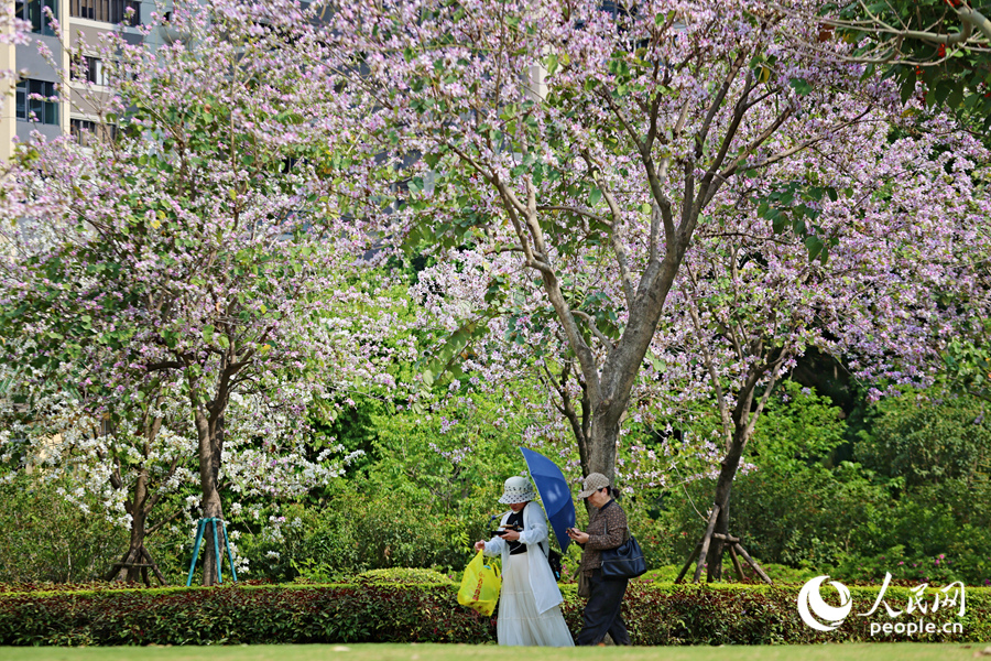 廈門南湖公園中,宮粉羊蹄甲花開成海。人民網記者 陳博攝