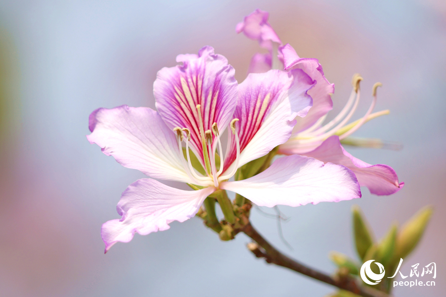 在枝頭綻放的宮粉羊蹄甲花朵。人民網記者 陳博攝