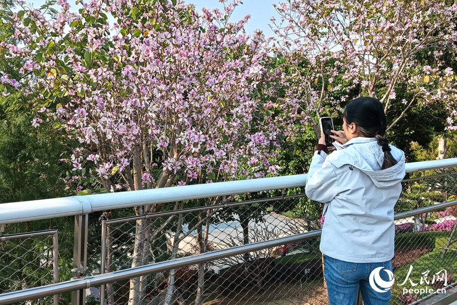 廈門山海健康步道上,游人用手機拍攝花景。人民網記者 陳博攝