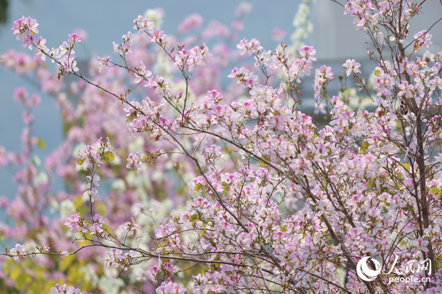 廈門興隆路粉白花朵隨風搖曳生姿。人民網記者 陳博攝