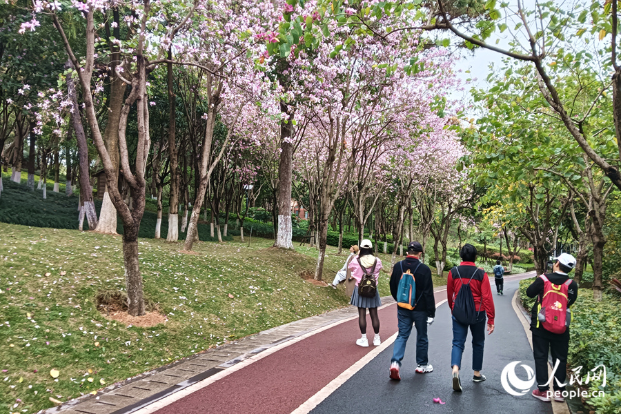 廈門虎頭山公園中,滿樹繁花的羊蹄甲扮靚山林。人民網記者 陳博攝