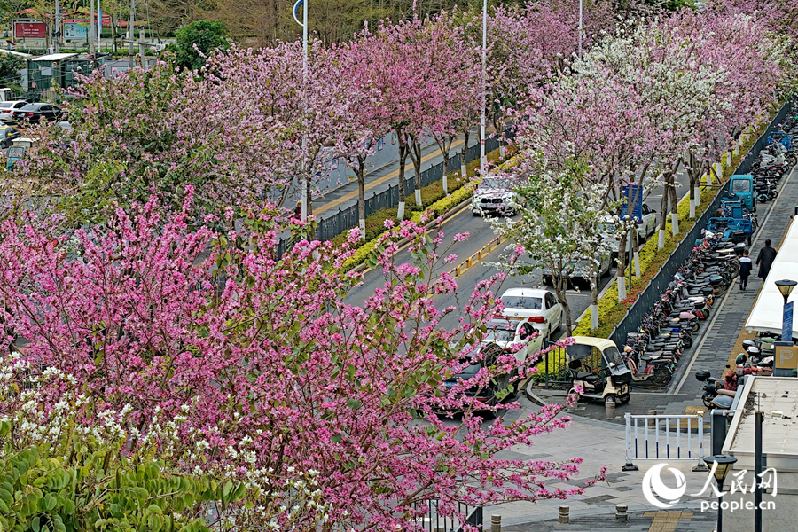 廈門鼓鑼西路的羊蹄甲花開美如畫。人民網記者 陳博攝