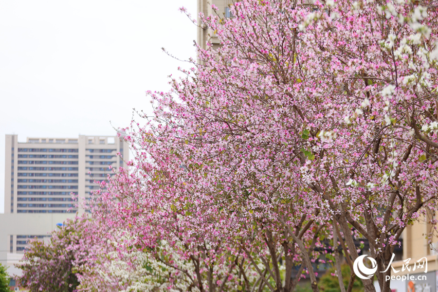 羊蹄甲滿樹粉花遮望眼。人民網記者 陳博攝