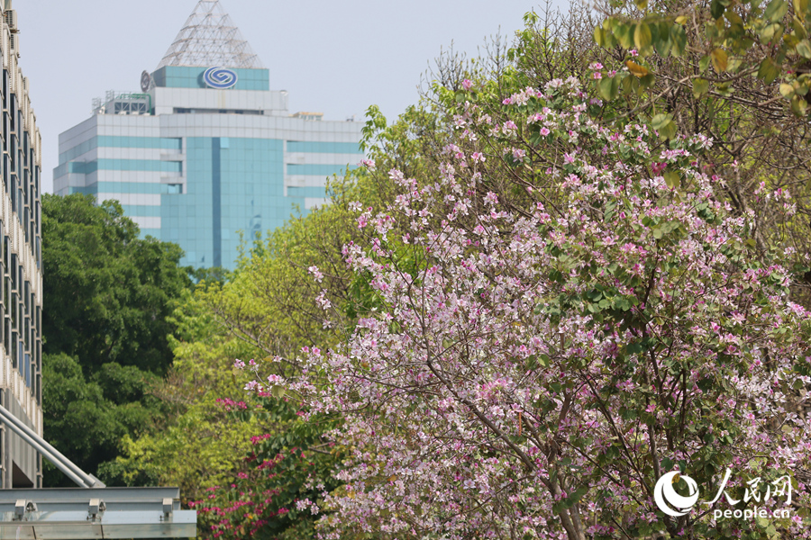 廈門湖濱北路羊蹄甲盛開。人民網記者 陳博攝