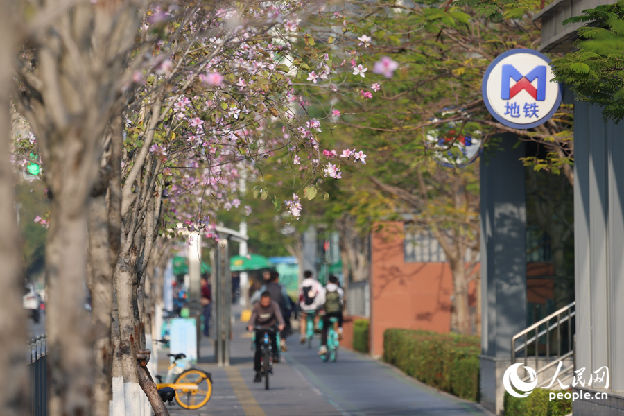 廈門筼筜湖畔,宮粉羊蹄甲競相綻放。人民網記者 陳博攝