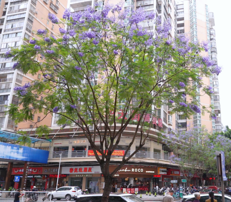 福州台江区街头蓝花楹盛放