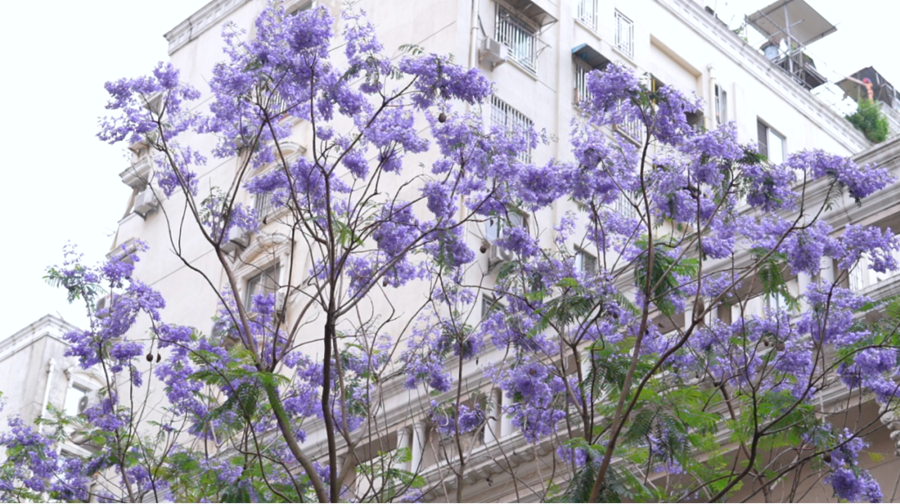 蓝紫色的花朵团团簇簇、层层叠叠，远远望去如梦如幻