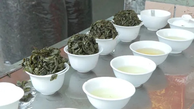 得益于良好的天气，今年安溪铁观音春茶的品质有所提升