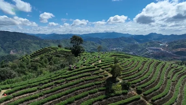 铁观音茶园