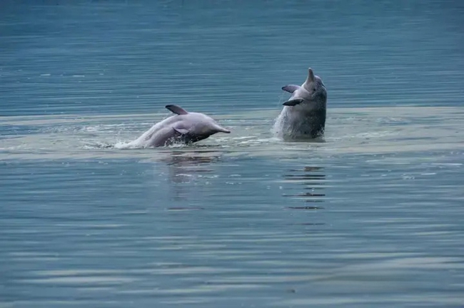 一对中华白海豚在水中嬉戏