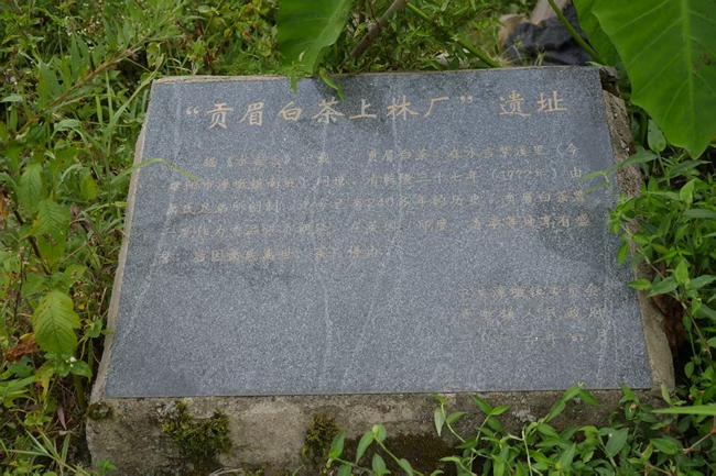 “贡眉白茶上林厂”遗址。建阳区融媒体中心供图