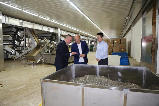农行宁德分行客户经理深入茶企，了解茶叶加工情况和企业融资需求。郭晓丹摄