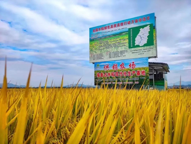 供銷農場福香佔水稻現代化生產基地
