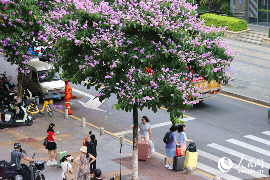 市民用手机拍摄美丽花景。人民网记者 陈博摄