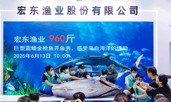 巨型蓝鳍金枪鱼开鱼秀
