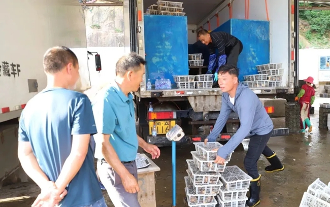 鲍鱼优良的品质、实惠的价格吸引不少客商前来采购