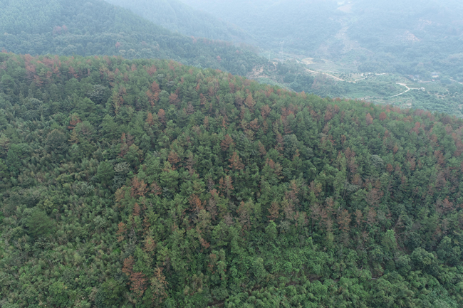 致力防控松材线虫病，为守护绿水青山提供科技支撑