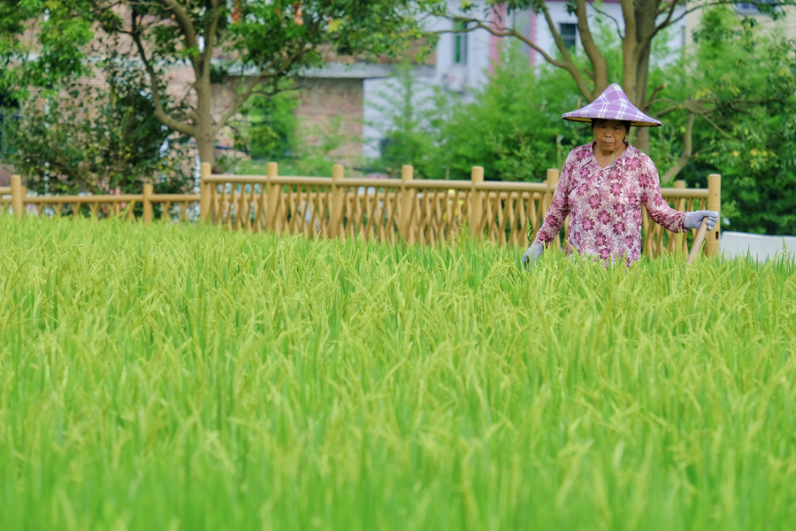農戶在稻田裡勞作。林晞華攝
