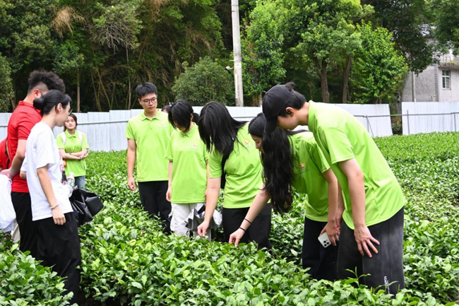 實踐隊在茶田學習採茶技巧
