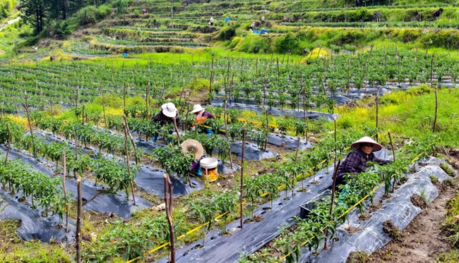 村民正在採收辣椒。圖片來源：禮門鄉