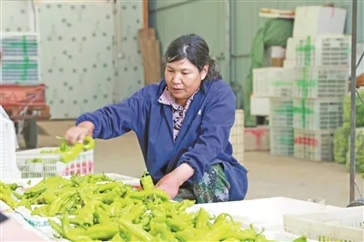 種植戶正在分揀青椒。湯文娟攝