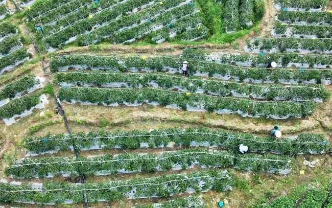 菊美專業合作社蔬菜採摘現場。李何穎攝