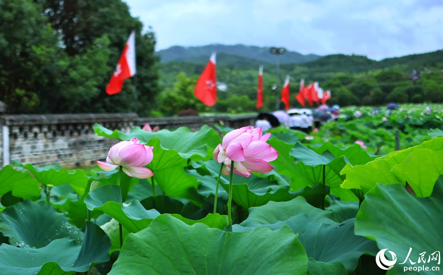 滿池的荷花盛開。人民網 李昌乾攝