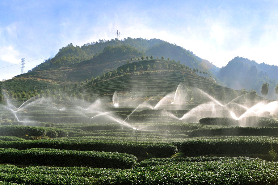 李志鸿的茶园内,水利自动喷灌系统正在作业。漳平市融媒体中心供图