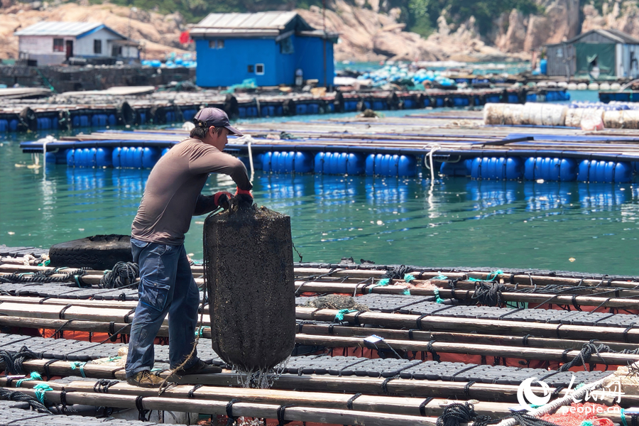 工人在給鮑魚“搬家”。人民網 楊灝昱攝