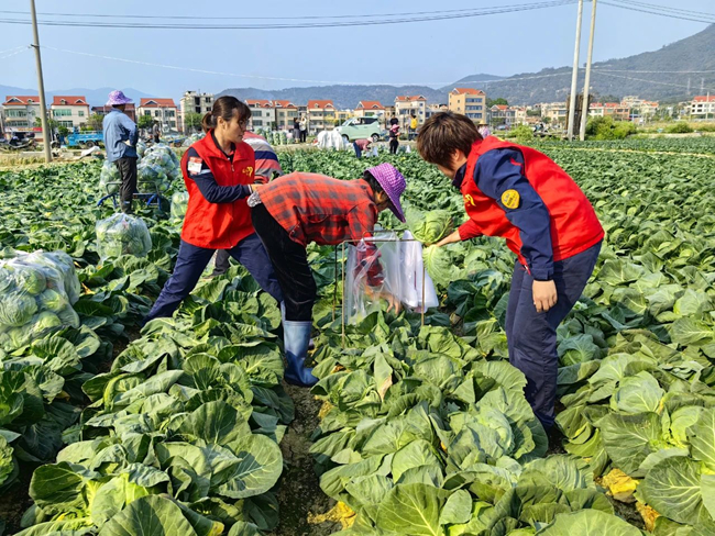 翔安区多措并举，让“滞销菜”变成“暖心菜”。翔安区委宣传部供图