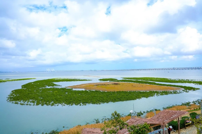治理后的泉州湾河口湿地