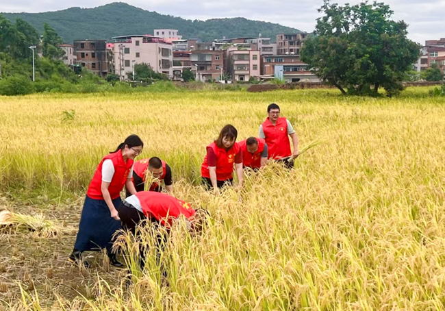 党员志愿者们抓紧抢收水稻
