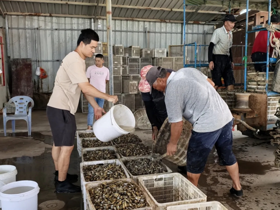 采收上来的蛏子被分拣装筐