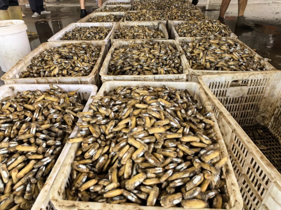 新鲜采收的蛏子