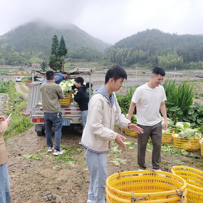 多方渠道助力泮洋鄉大圪村滯銷的高山蔬菜。古田縣融媒體中心供圖