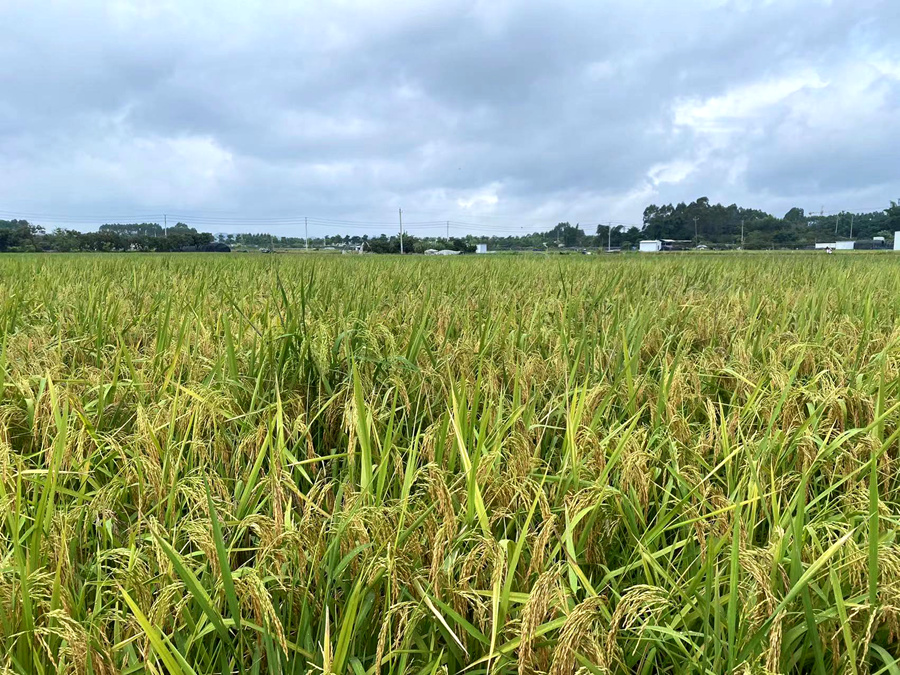 位於漳州的一處高標准農田。漳州市農業農村局供圖