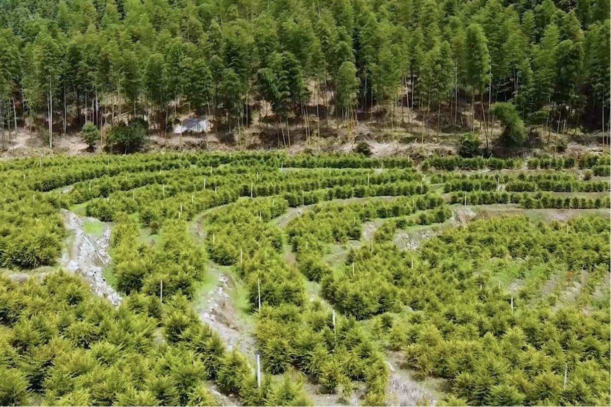 人工種植的紅豆杉。明溪縣融媒體中心供圖