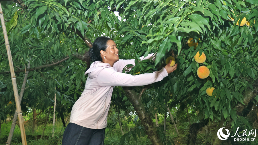 雙溪村果農在林間忙碌地採摘黃桃。人民網 李昌乾攝