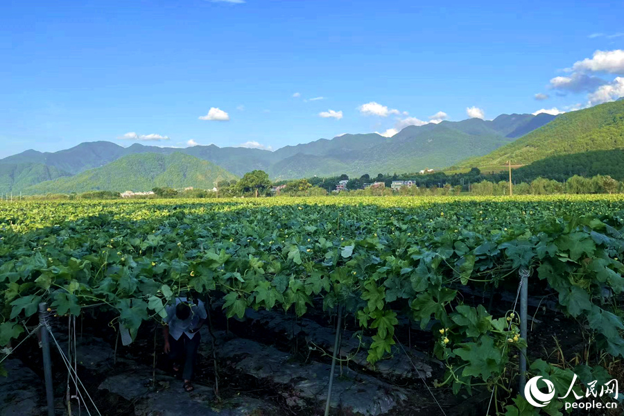 丝瓜田里,绿叶遮天蔽日,黄花点缀其中。人民网记者 林盈摄