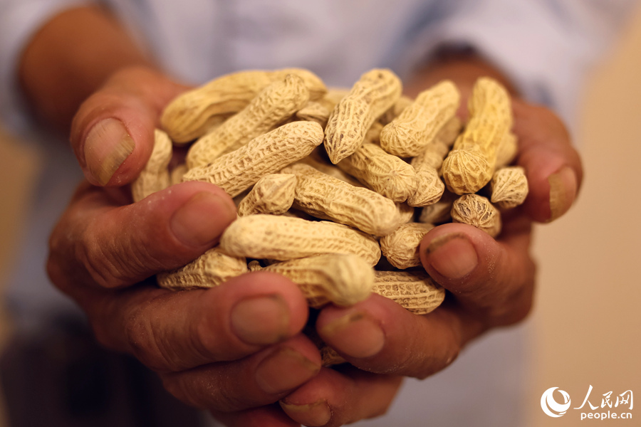 丰收的赖坊花生。人民网 李昌乾摄