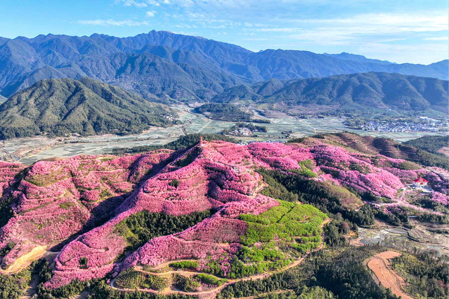 赖坊镇的春日樱花常吸引远近游客慕名而来。沈兴源摄