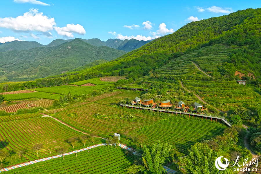 南山村的茶山成片,一到春天,漫山樱花点缀其间。人民网 李昌乾摄